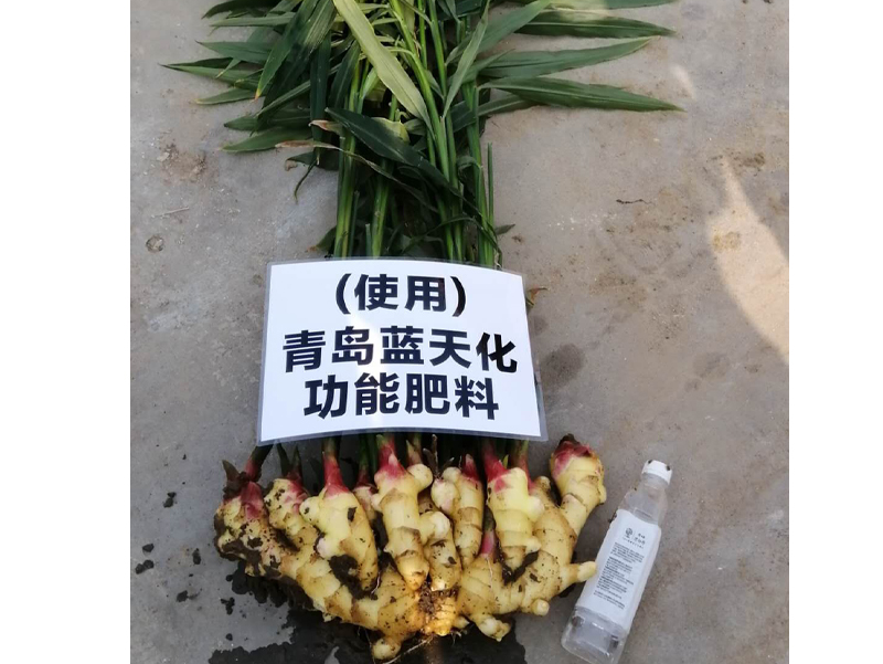 春小麦节水喷灌增产栽培技术