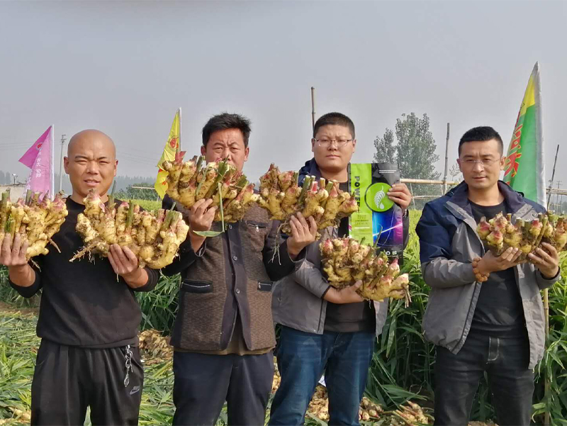 棚室番茄根结线虫病的防治